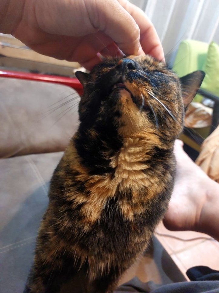 Brodi's hand scratching the head of a brown and black cat at one of our house sits, that is happily leaning into the scratches with its eyes closed.