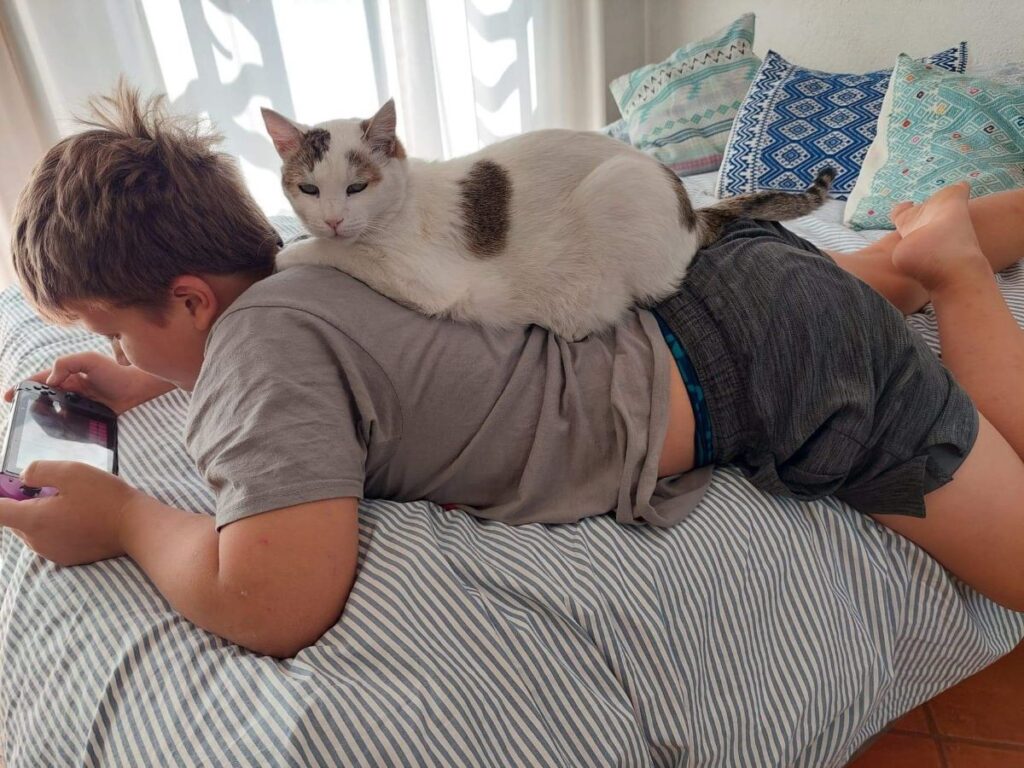 Little Man laying on a bed during one of our house sits, with a white cat laying on his back with its eyes partially closed in relaxation.