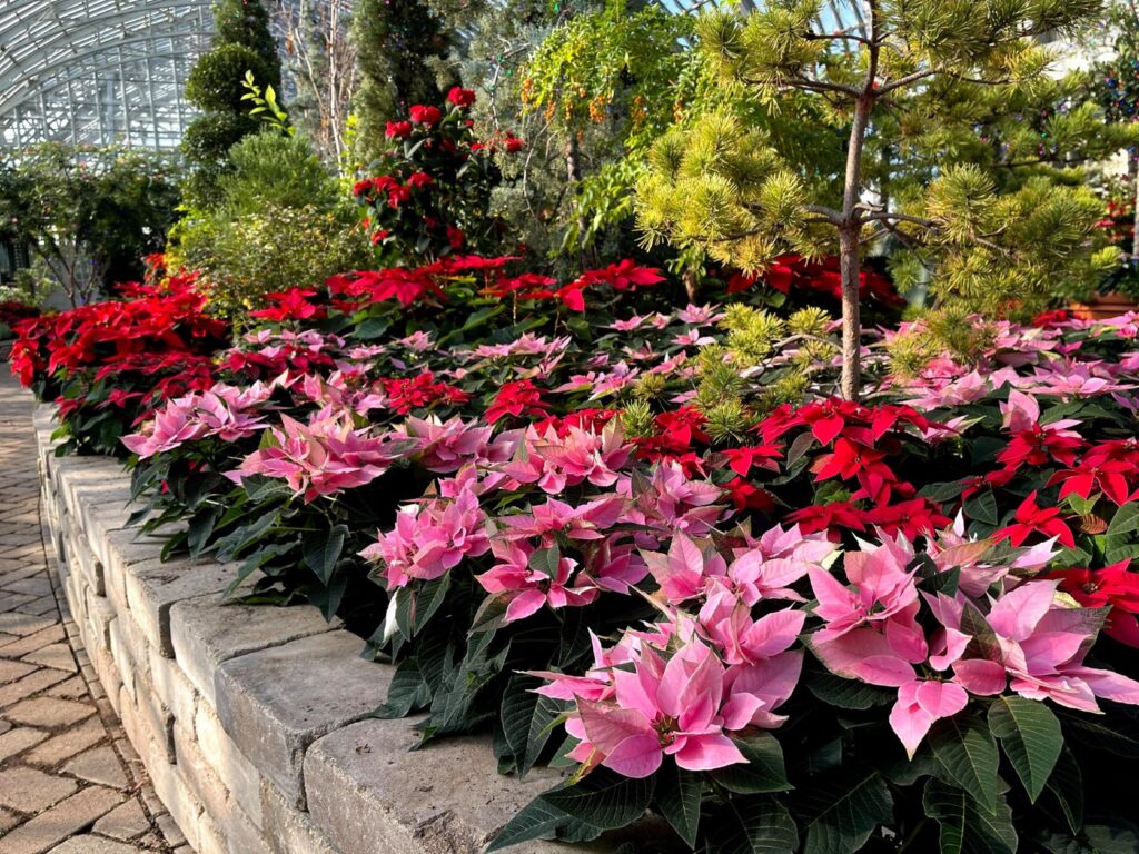 Garfield Park Conservatory Flower Show is a really fun thing to do in Chicago with kids in December because it's SO warm!