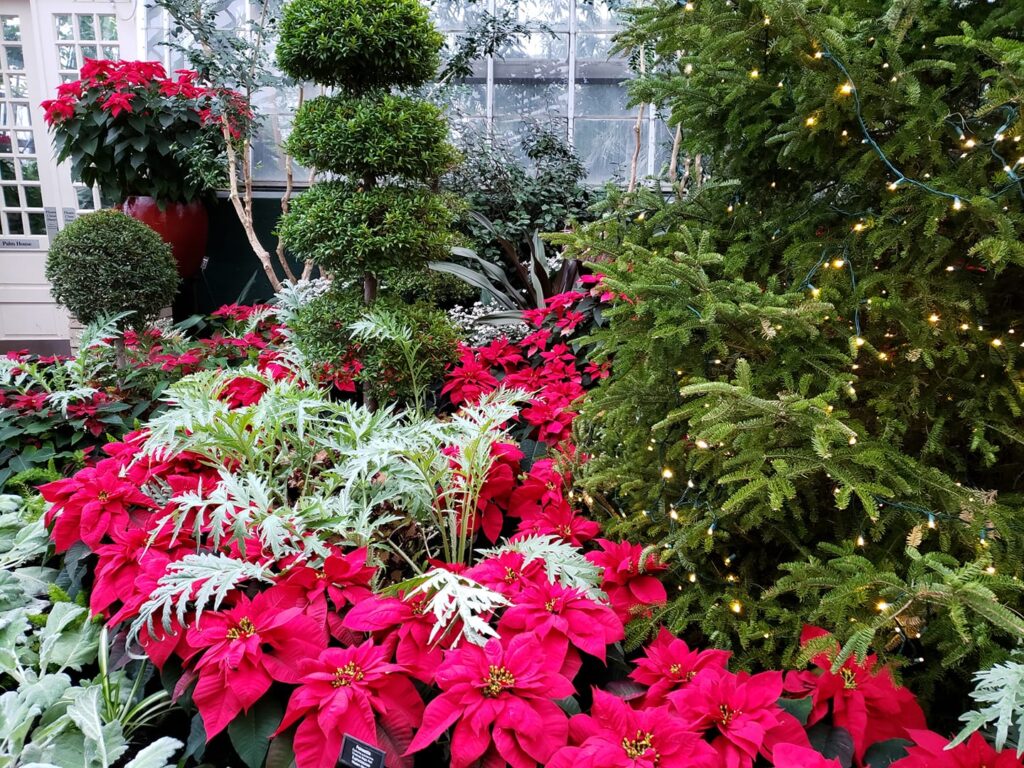 Garfield Park Conservatory Flower Show is a really fun thing to do in Chicago with kids in December because it's SO warm!