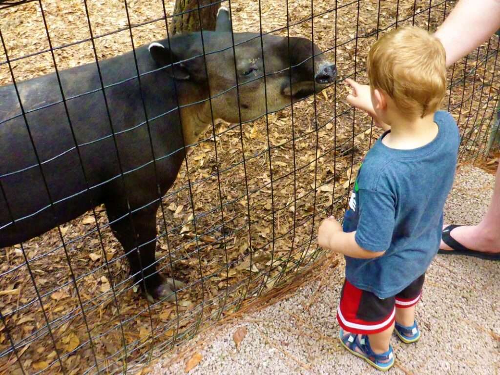 Boy looking at a rescued baby tapir through a fence at the Belize Zoo
