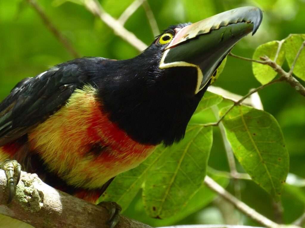 Toucan sitting on a branch in the jungle with its mouth open.