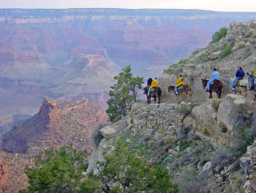 A mule ride into the grand canyon is one of the best things to do at the grand canyon with kids. But it's not for the faint hearted!