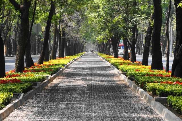 Tree lined central boulevard in Condesa.