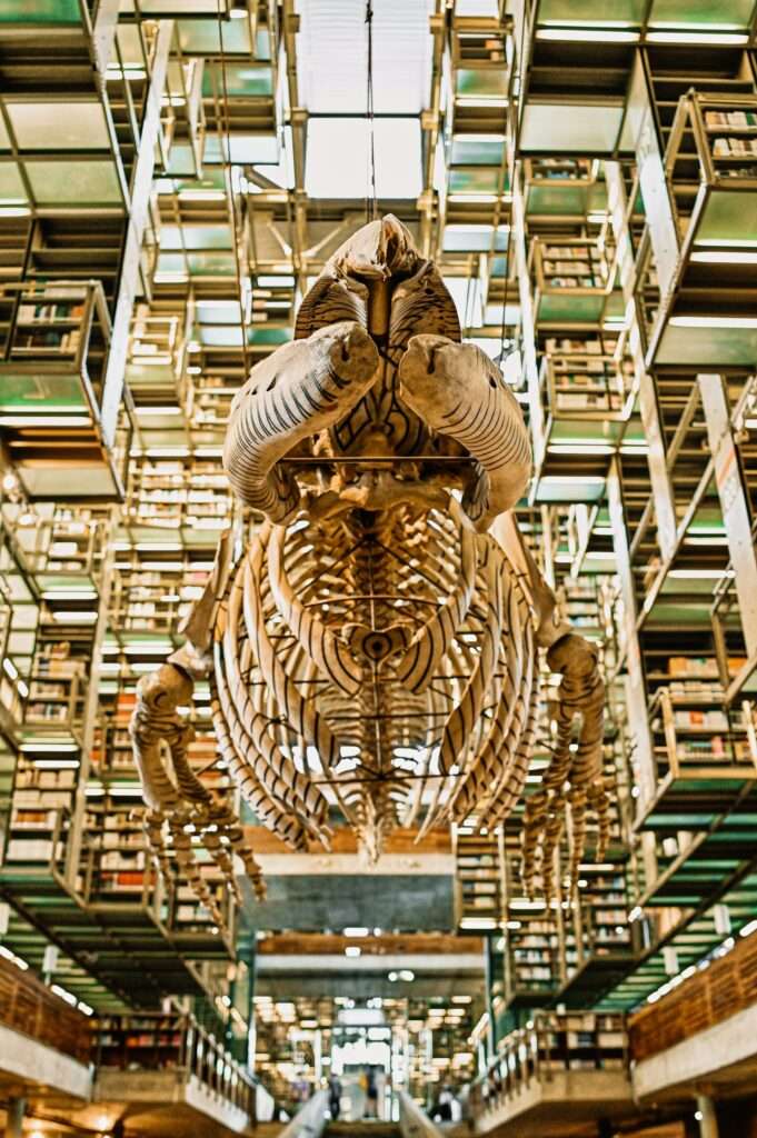 Seeing whale skeletons in a library is one of Little Man's favorite non-touristy things to do in Mexico City