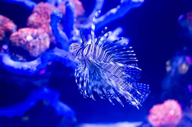 There are thousands of fish to see, as well as other aquatic animals, at this aquarium in Mexico City with kids.