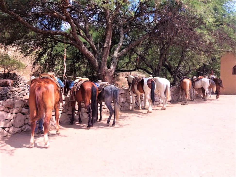 All the horses we rode when we went horseback riding in San Miguel de Allende.