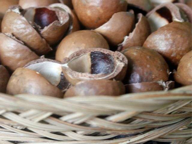 The macademia nut farm is one of the more unique day trips from Antigua Guatemala.