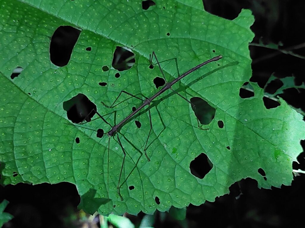 Large walking stick insect resting on a large green leaf with holes eaten in it during a Monteverde night walk.