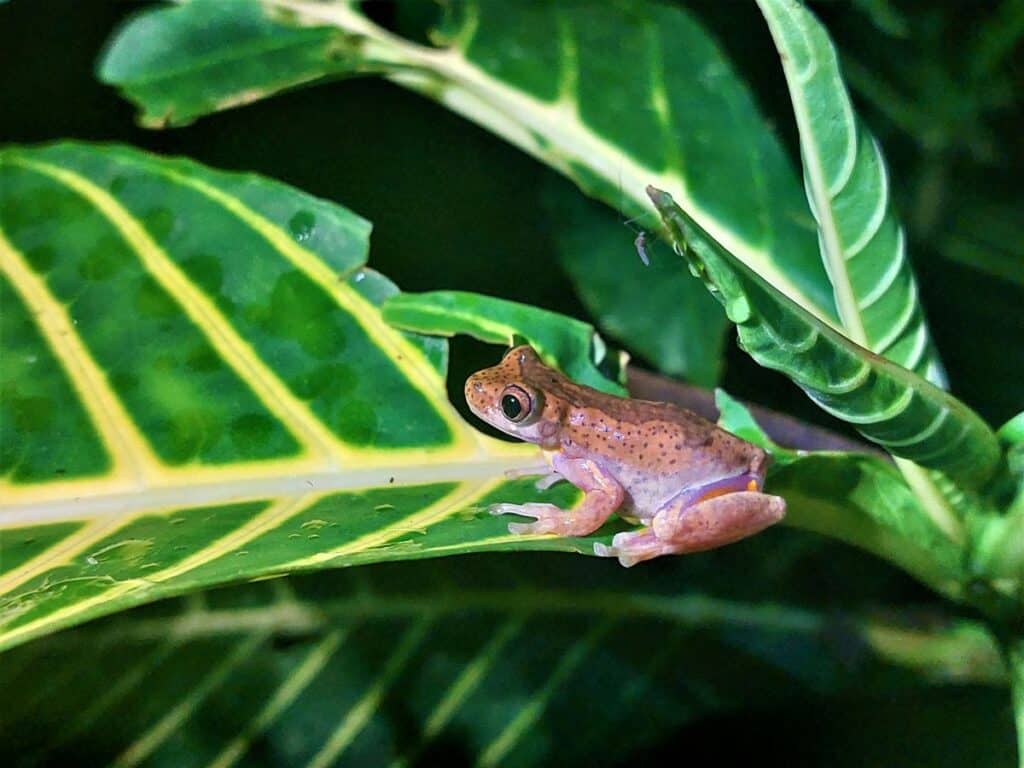 Close up of a small brown frog sitting on a large green leaf. Photo taken at night during a Monteverde night walk.
