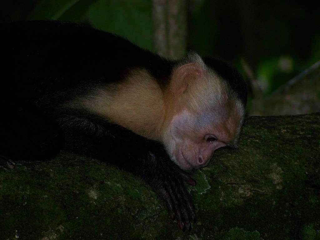 You might see sleeping white faced capuchins on your Monteverde night walk.