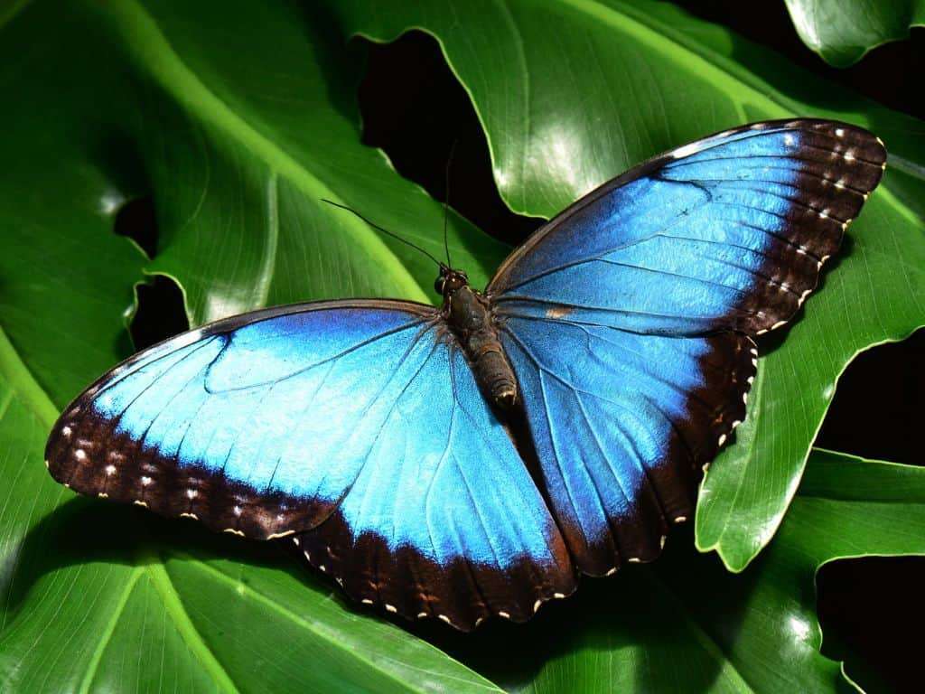 If you're lucky, you'll see a blue morpho butterfly on your montevede waterfall hike!