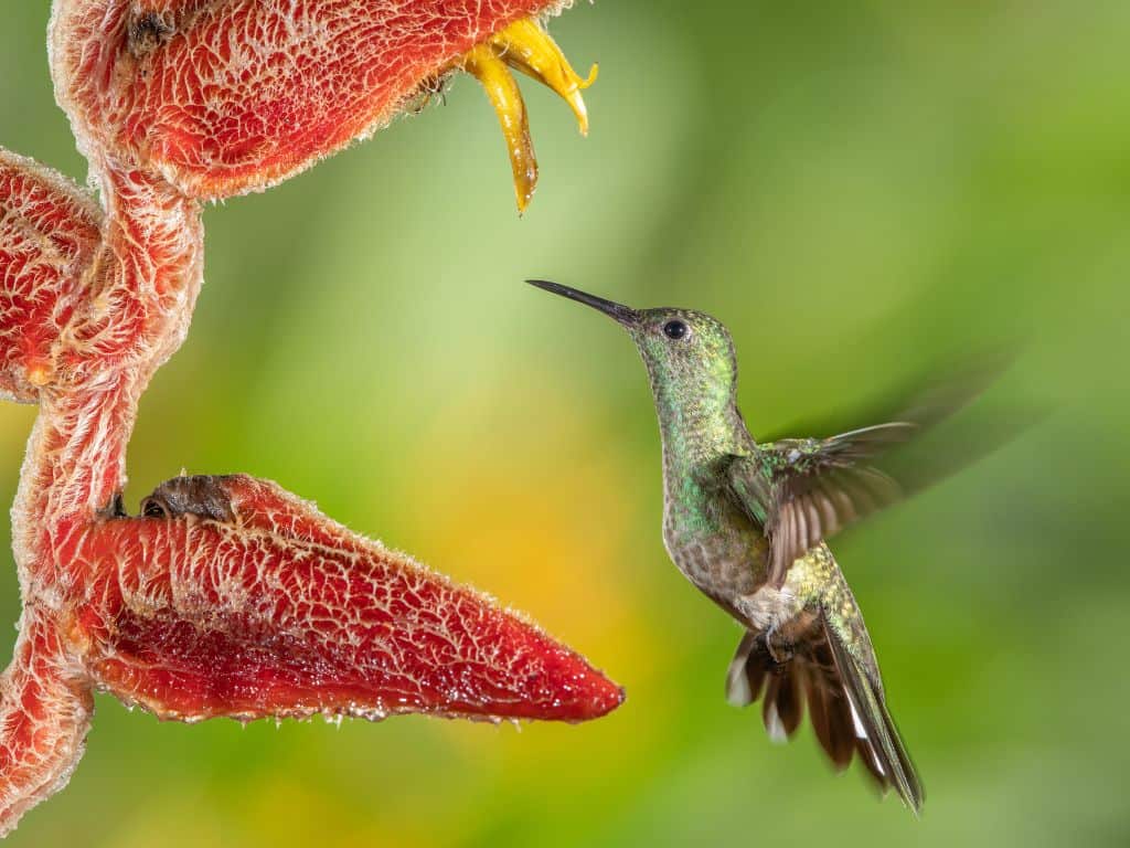 The Scaly breasted hummingbird is one of the Monteverde hummingbirds.