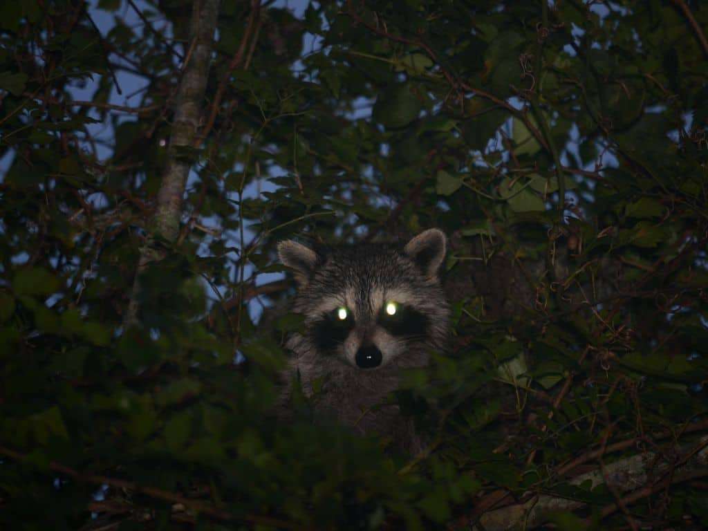 You might see racoons on your Monteverde night walk.