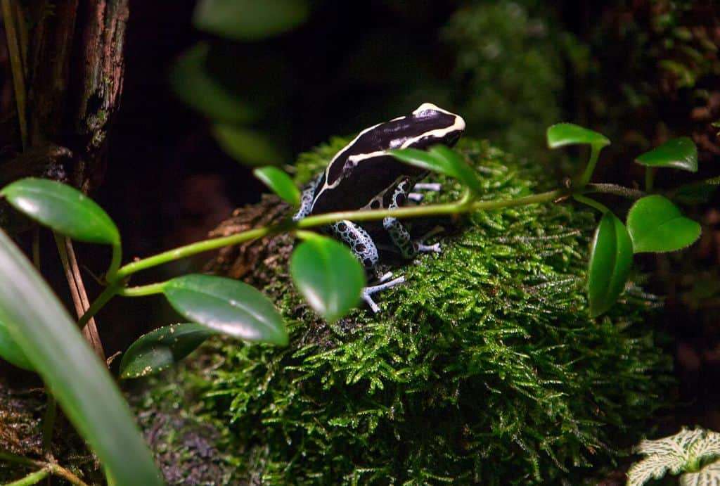 Poison dart frog on a monteverde night walk.