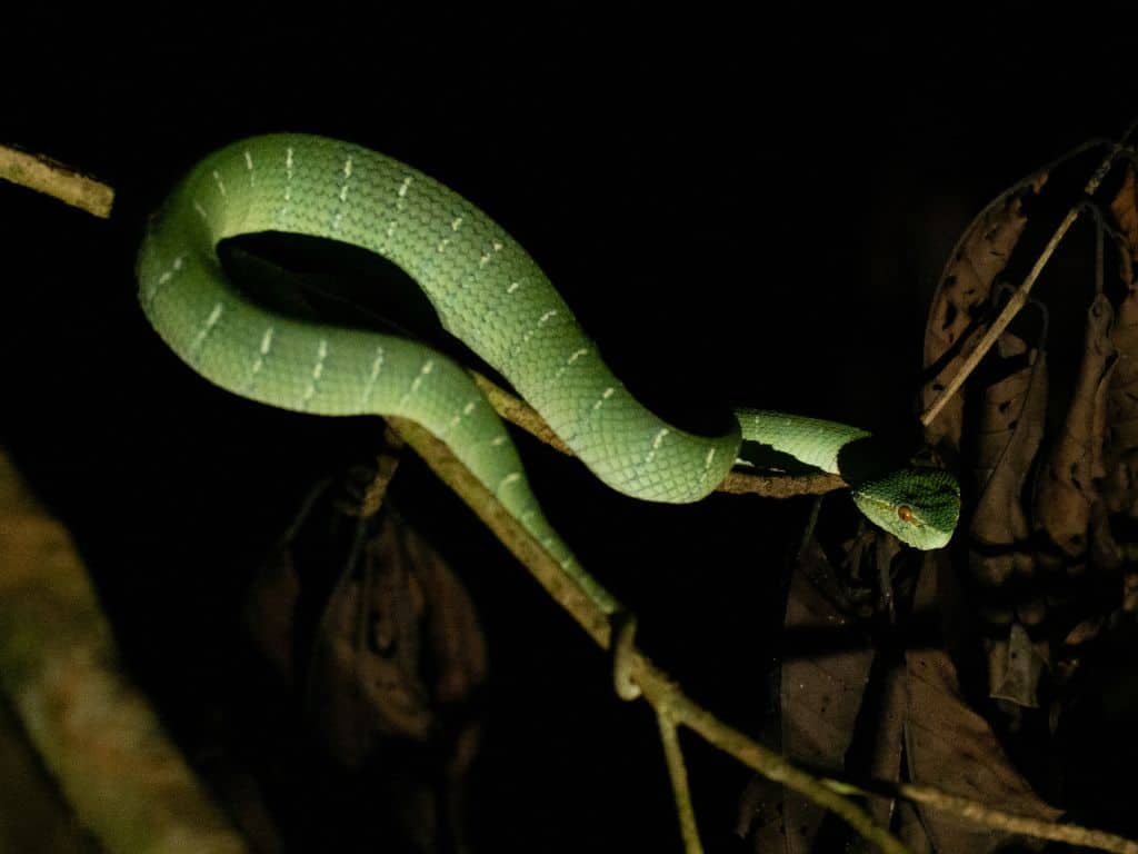 You may see a pit viper on your Monteverde night walk.