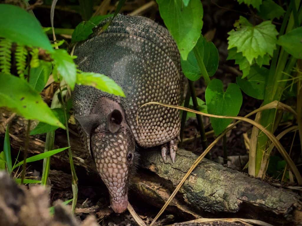 You might see an armadillo on your Monteverde night walk.