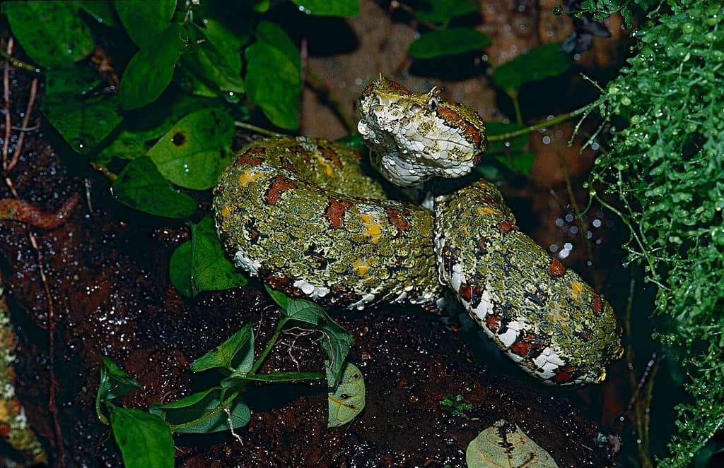 You might see an eyelash viper on your Monteverde night walk.