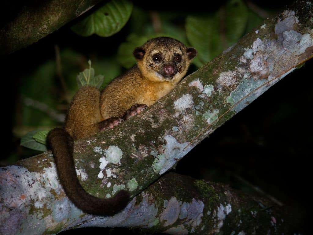 You might see a kinajou on your Monteverde night walk.