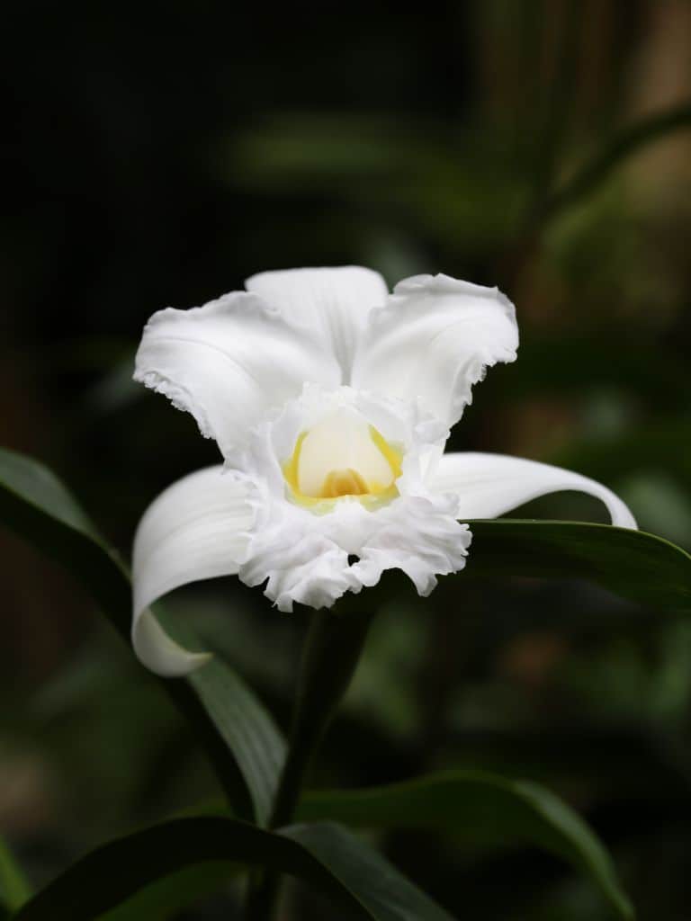 When visiting Monteverde with kids, visit the Monteverde orchid Garden.