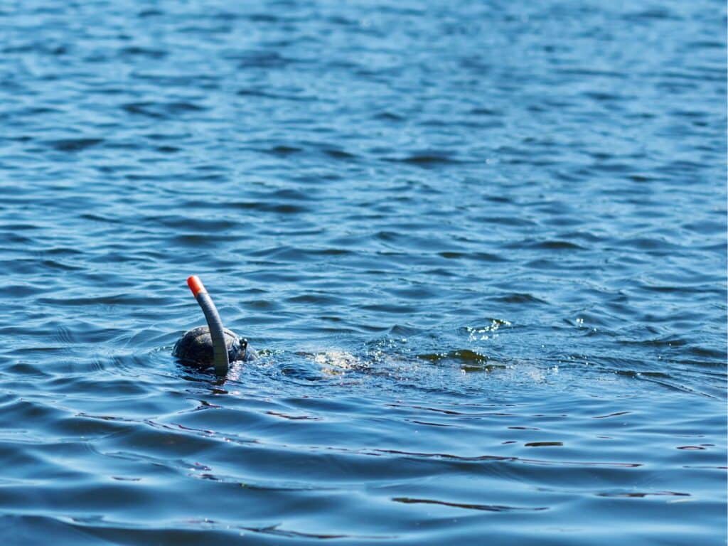 Man snorkeling in calm waters. He is wearing a wet suit and facing downward toward the bottom.
