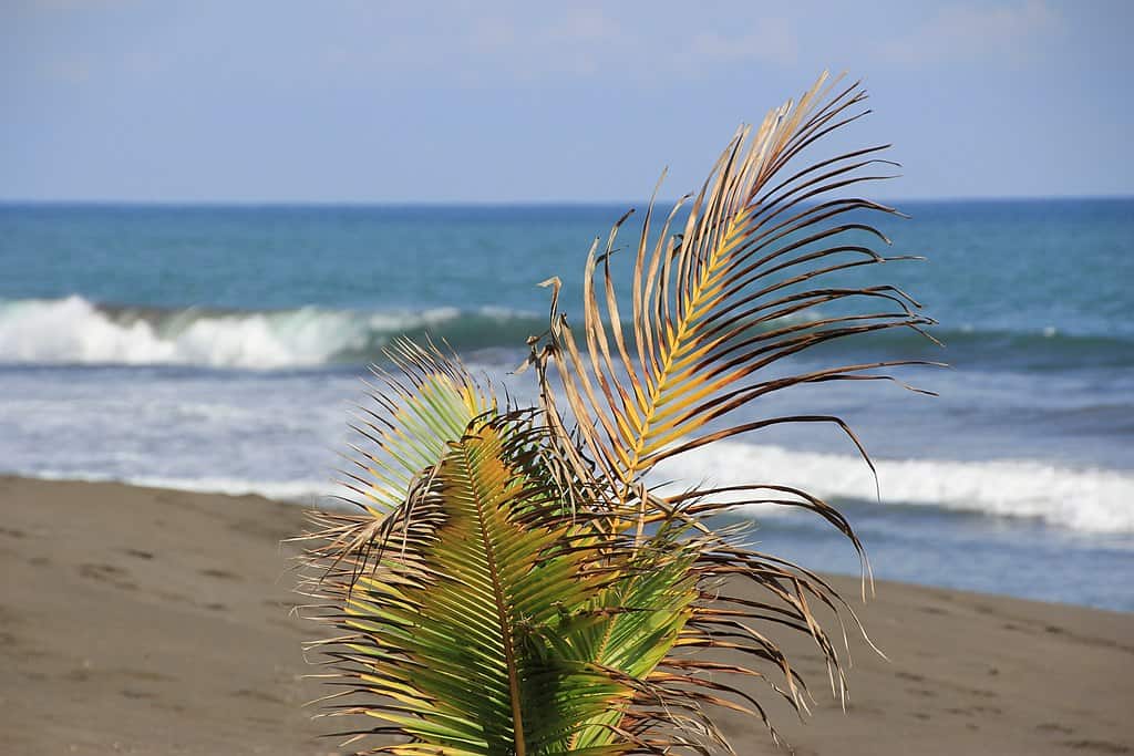 Playa Hermosa is one of the most popular things to do in Uvita Costa Rica