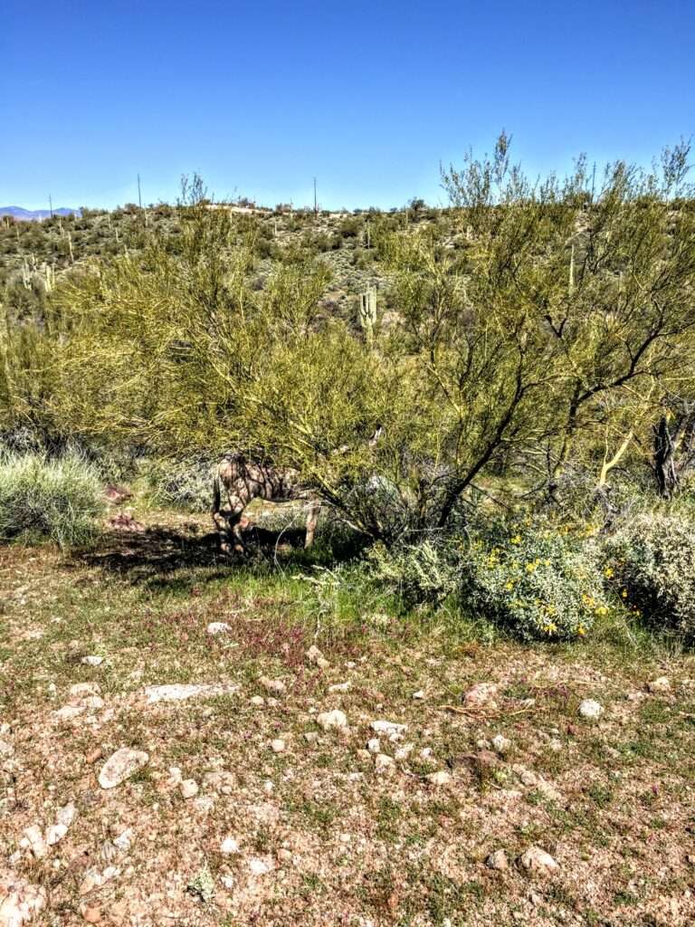 On day trips from Scottsdale to Lake Pleasant, you may see wild donkeys.