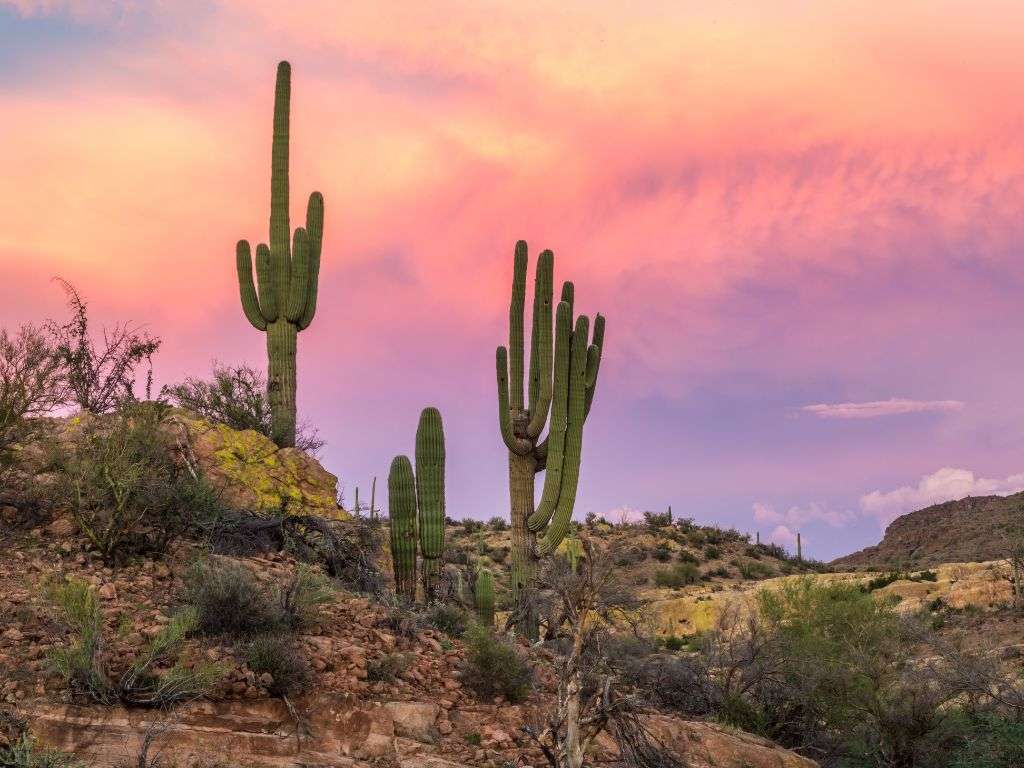 Fun day trips from Scottsdale include the Sonoran Preserve.
