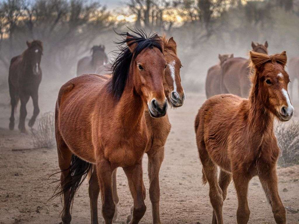 Fun day trips from Scottsdale include Salt River for the wild horses.