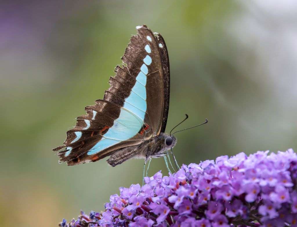 Blue Triangle butterflies are animals in Langkawi.