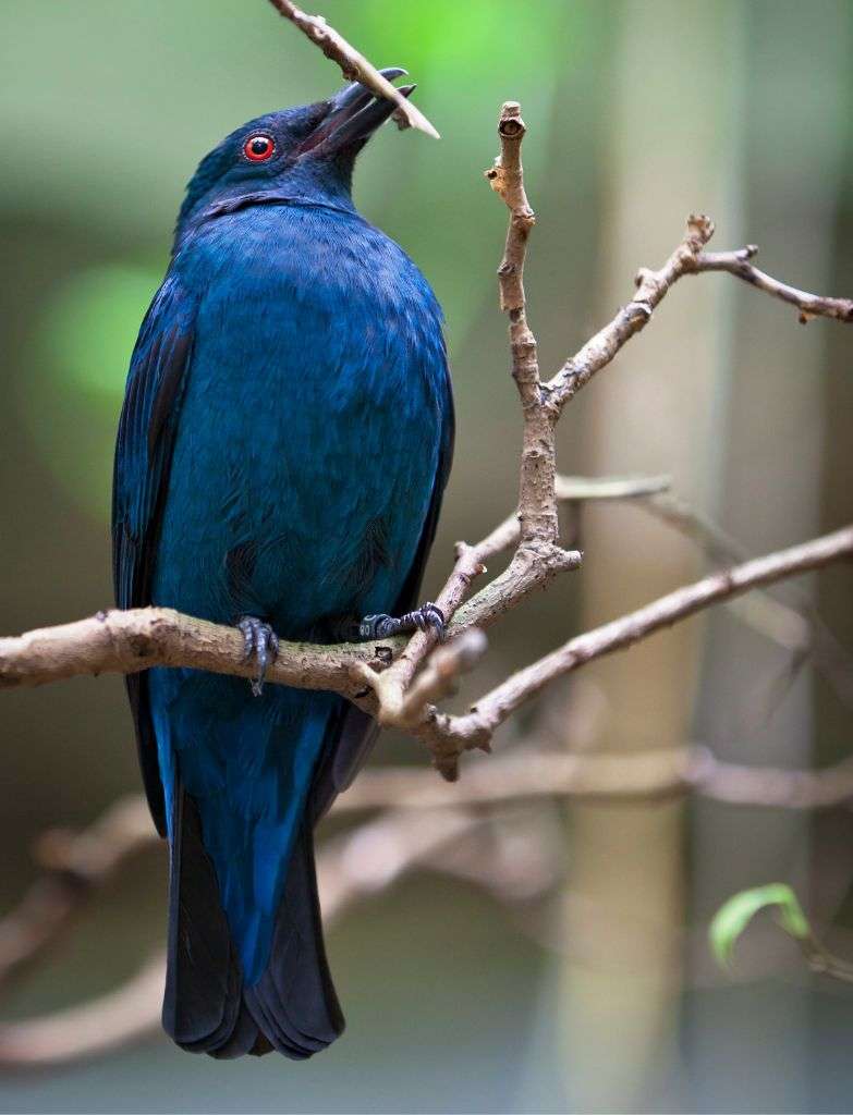 Asian Fairy-bluebirds are animals in Langkawi.