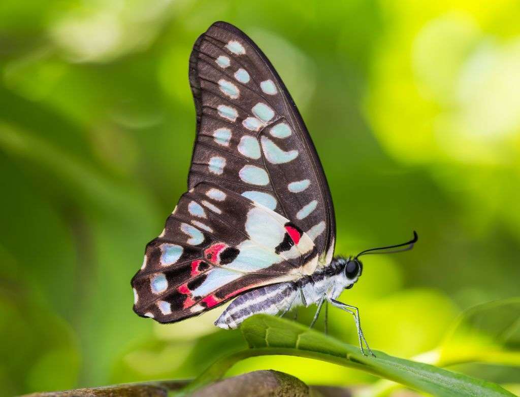 Common Jay butterflies are animals in Langkawi.