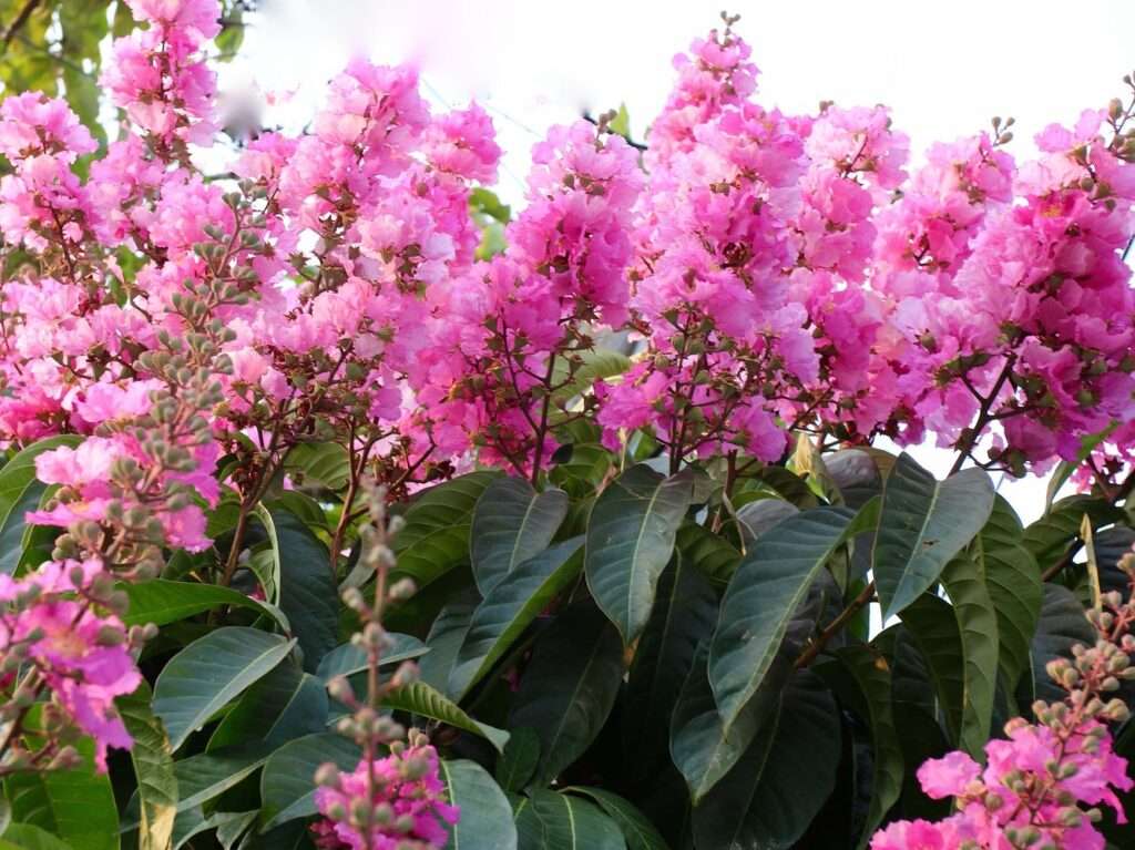At the right time of year, la Rutas de las Flores El Salvador tours are filled with flowers like this.