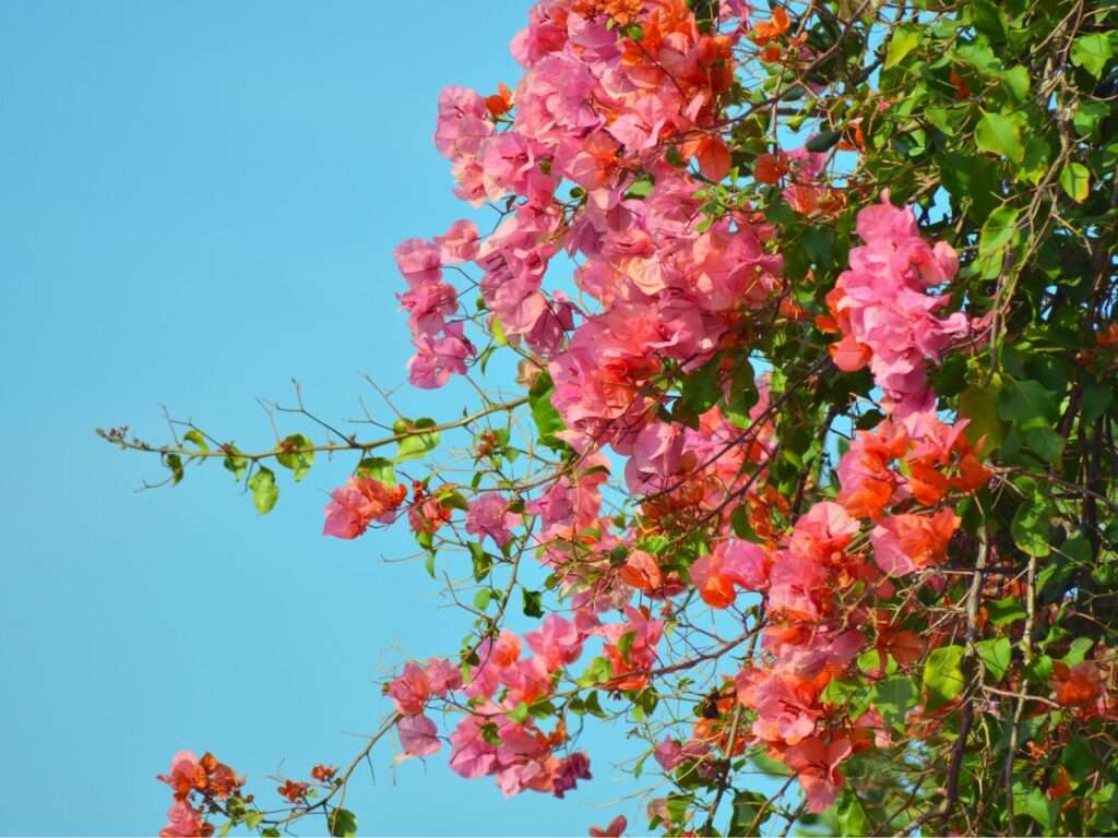 La Ruta de las Flores El Salvador tours are beautiful and fun.