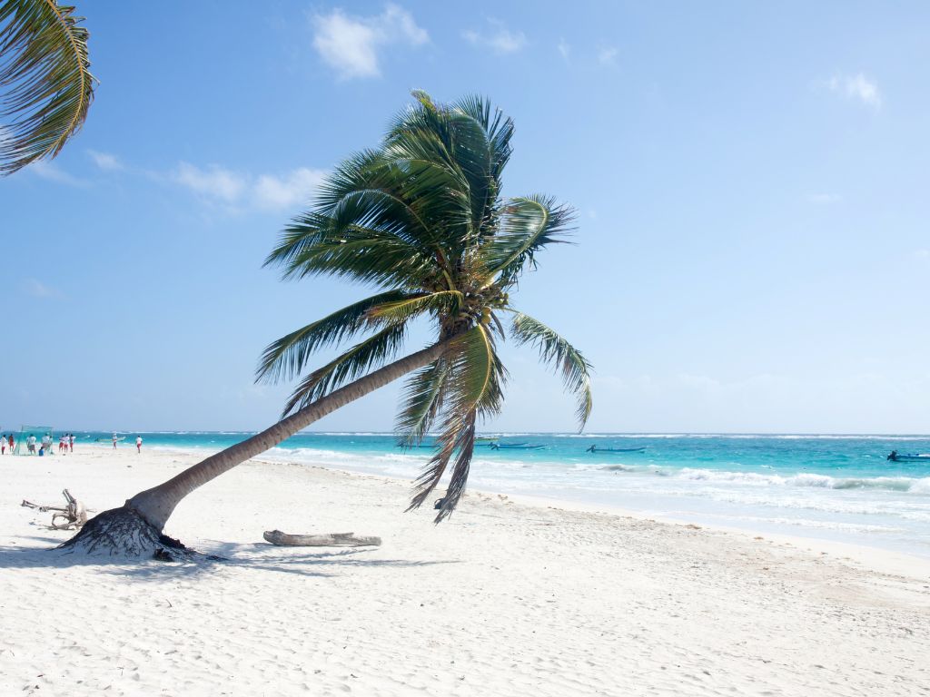 Palm tree on a beach in Tulum with kids.