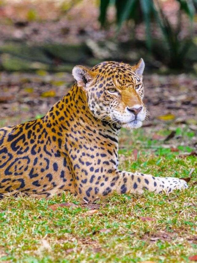Animals in Playa del Carmen & Cancun + How to See Them
