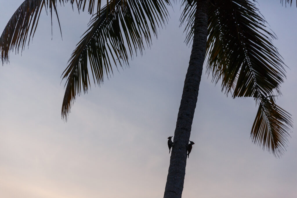 2 birds on a palm tree at sunset in San Jose Costa Rica with kids