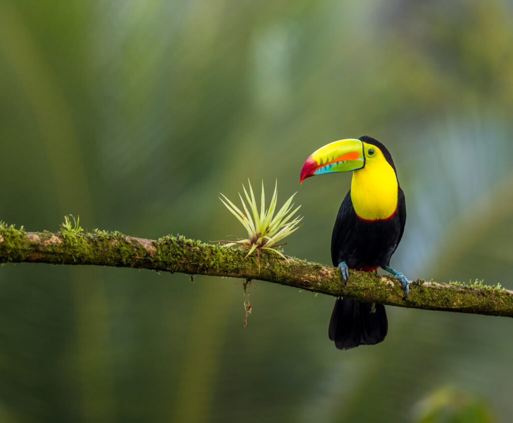 Toucan in a tree in Costa Rica