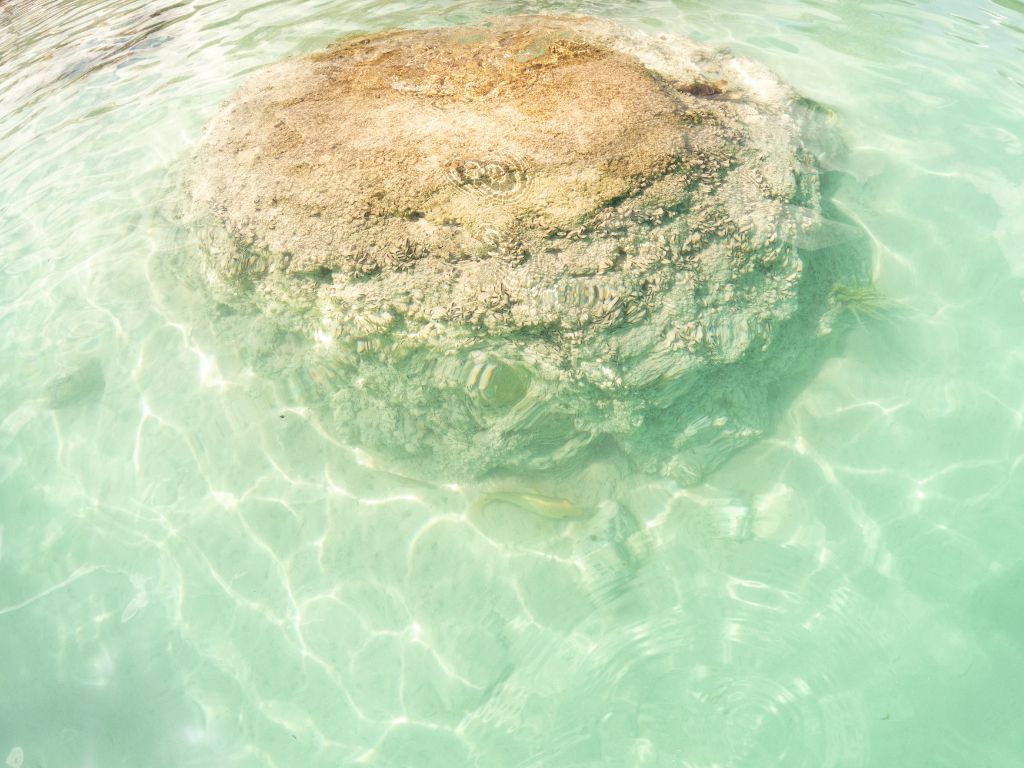 Stromatolite in Bacalar Mexico