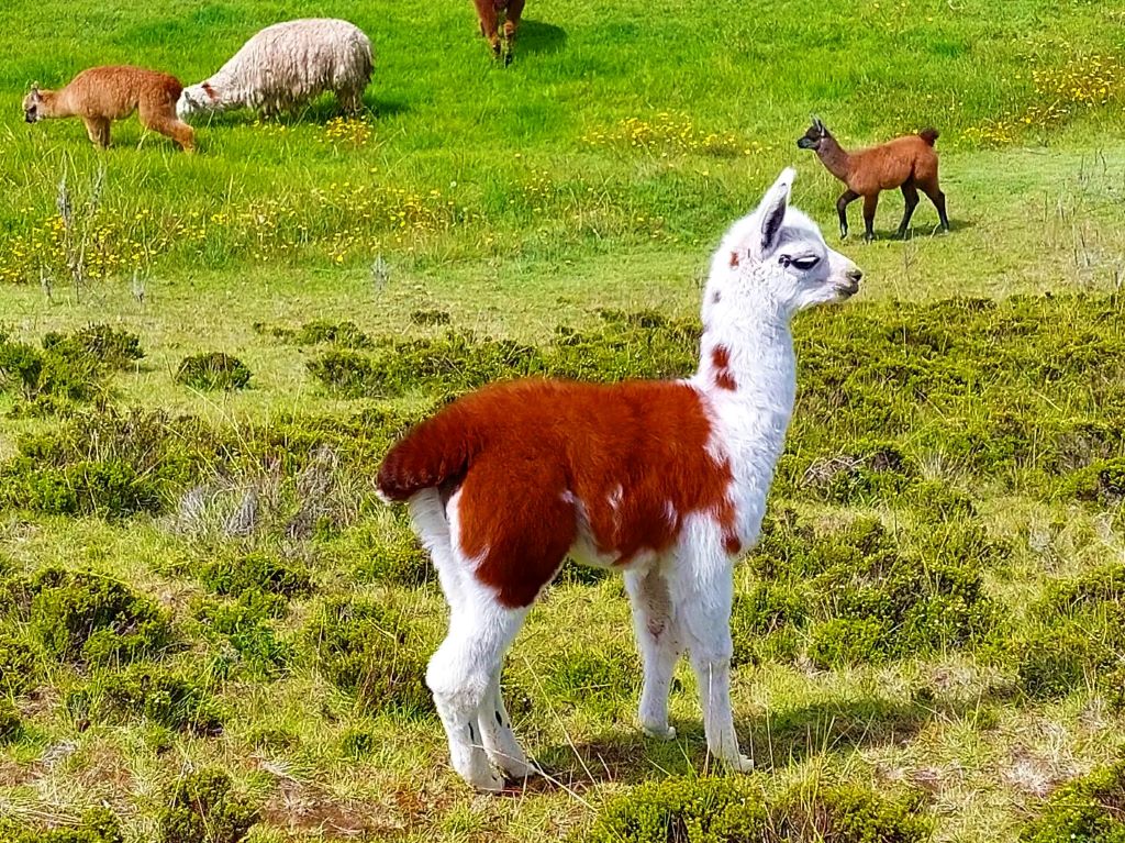 Baby llama on grass with other llamas in the background.