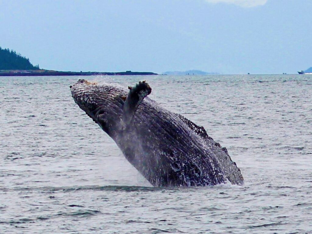 Humpback whale breaching in the ocean in Alaska