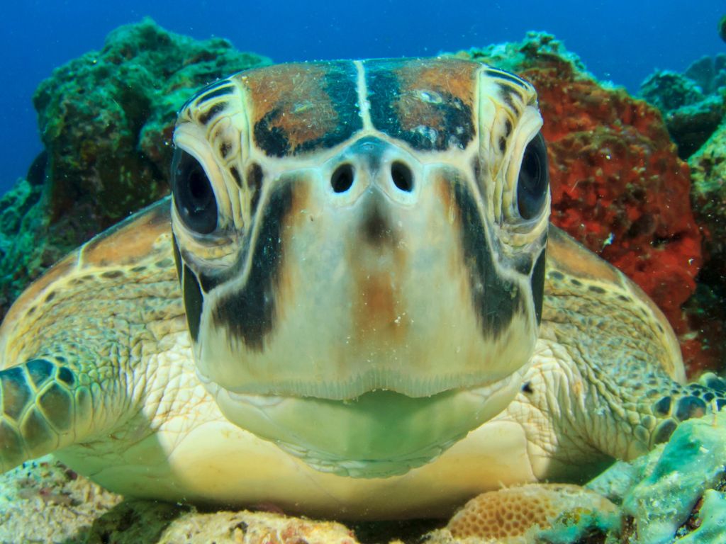 Close up of sea turtles face under the water