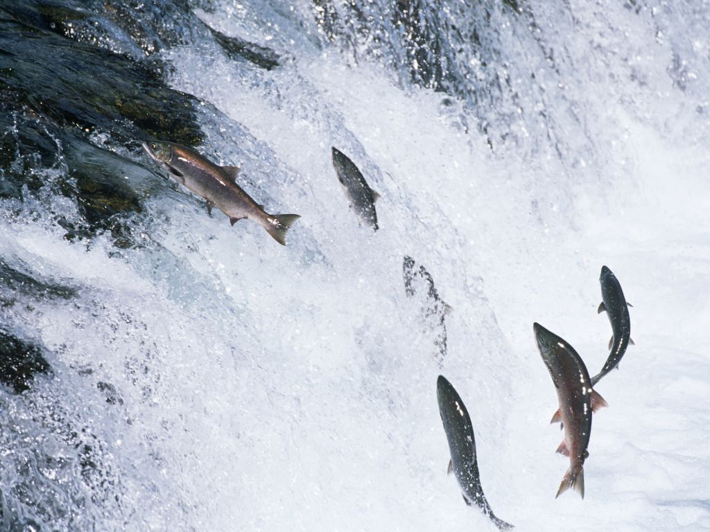 Salmon running upstream in Alaska