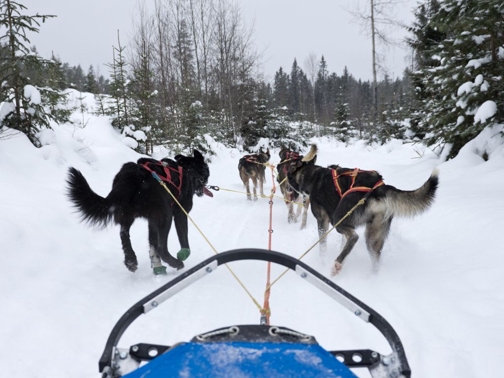 dog sledding, from the viewpoint of the musher