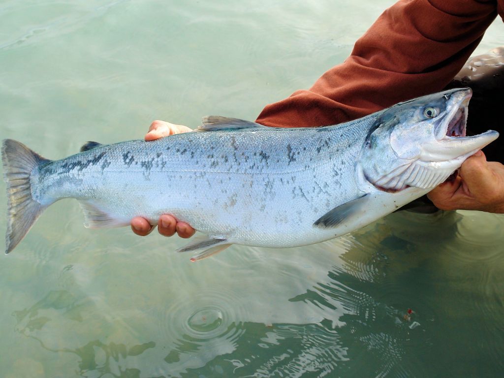 man holding a fresh caught salmon