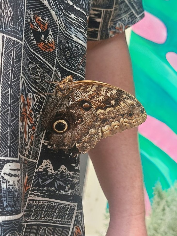 Close up of a blue morpho butterfly resting vertically on David's black and white shirt, showing off the suble brown toned undersides of its wings.