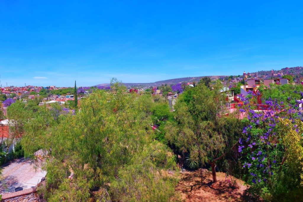 Long range view of San Miguel de Allende in the spring, with purple jacaranda trees blooming throughout the city.