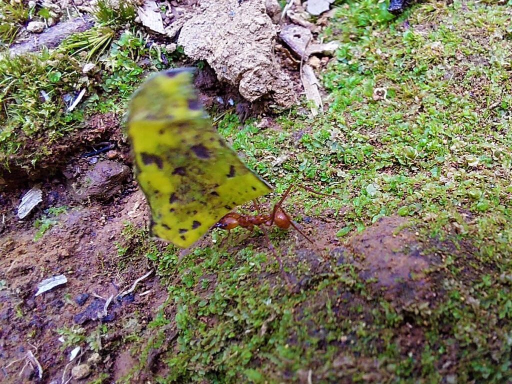 Close up of a leaf cutter ant carrying a piece of green leaf on the jungle floor.