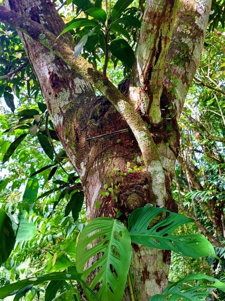 Leaf-cutter ants carrying bits of green leaves up a tree in the jungle