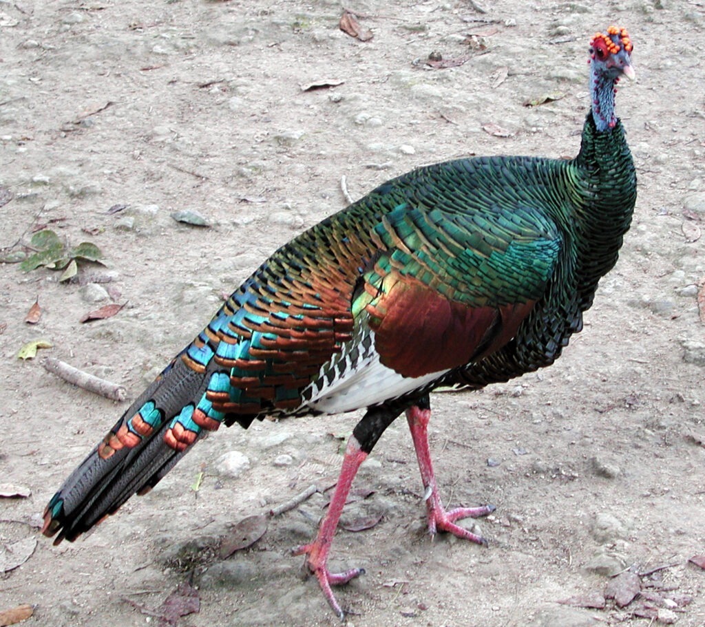 Ocellated turkey walking on a dirt path and looking at the camera.